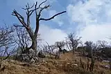 国見岳山頂直下の風景