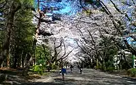 マクリーン通りの桜並木