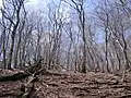 丹沢山地 堂平のブナ林（3月）