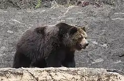 エゾヒグマ(多摩動物公園、2009年3月)
