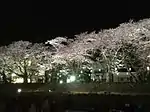 夜桜 足羽川 福井市03