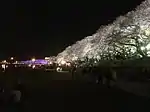 夜桜 足羽川 福井市
