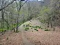 大ブナ尾根のコバイケイソウ