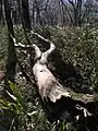 大普賢岳登山道によく見られる倒木