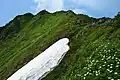 大槍の雪渓とチングルマ