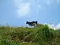 大野山の乳牛