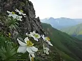 天狗岩のハクサンイチゲ