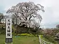 天神夫婦桜