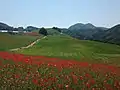 天空のポピーと大霧山