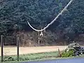 栢森集落の結界となる女綱