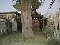 妙連塚三体地蔵尊（左から由来説明板・イチョウ・地蔵尊）