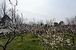 安城農林高校-デンパーク梅園（期間限定）