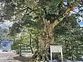 境内の古木