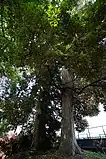 寒田神社のカシ