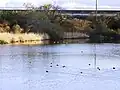 小松の沼の野鳥
