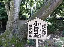 小賀玉の木（おがたまのき）