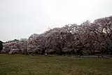 小金井公園(東京都小金井市)