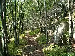 北嶺の尾根道