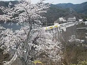 土師ダムの桜