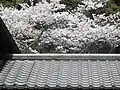 山上の桜（2011年4月）