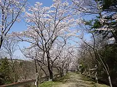 峰山公園の桜並木