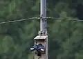 巣箱にエサを運ぶブッポウソウ