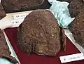 布野台古墳 衝角付冑千葉県香取市。香取市文化財保存館展示。