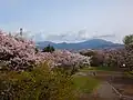 弘法山からの大山