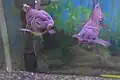 青文魚