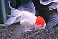 タンチョウ