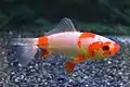 ワキン