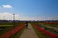 矢勝川堤防上の遊歩道（サイクリングロード）（2015年9月）