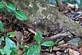 御殿山登山道に現れたカヤネズミ