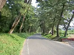 東海道の松並木（愛知県豊川市）