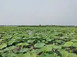 微山湖の風景