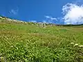 悪沢岳のお花畑