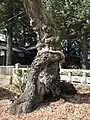 清秀桜の根