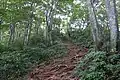 我谷コースの登山道