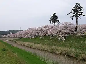 斐伊川堤防桜並木(島根県雲南市)