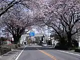 日光街道桜並木(栃木県宇都宮市)