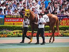 16:タガノディアマンテ