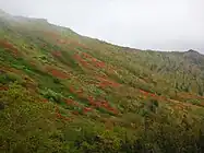 日本一紅葉の早い銀泉台