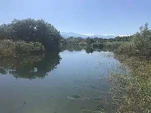 早月川河川敷の水溜り