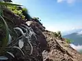 早池峰のハヤチネウスユキソウ