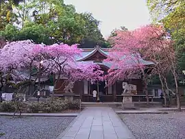 境内の枝垂れ桜