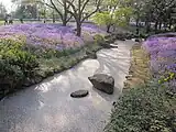 川を埋め尽くす桜の花びら