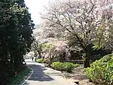 晃石山麓の清水寺の桜