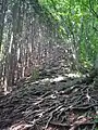 木の根が張った登山道