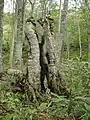 ブナの洞。