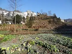 木桿鎮郊外の景色